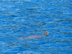 298-Schildkröte