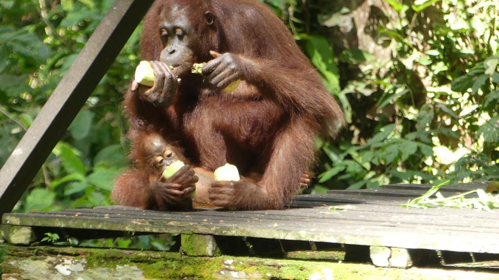 273 Orang Utan Sanctuary
