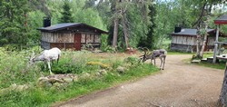 123 Tankavaara Goldgräber