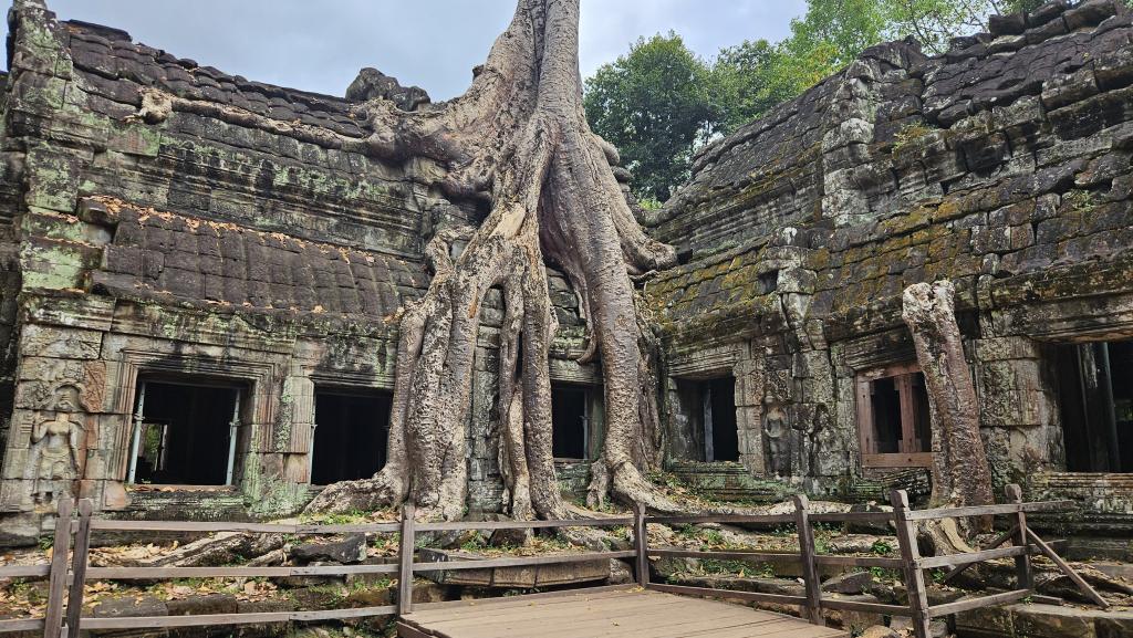 115 Natur Angkor