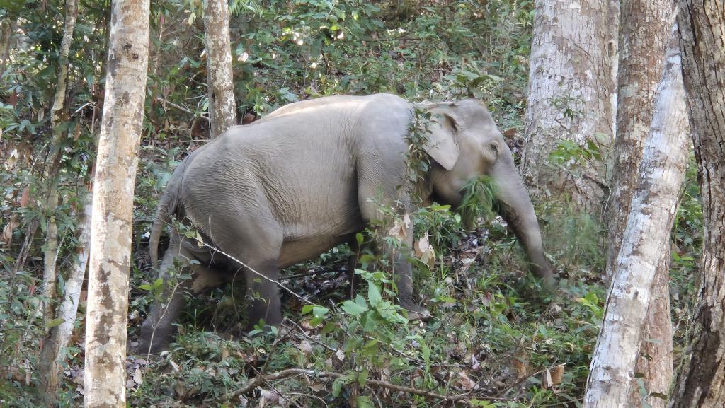 188 the wild elephant camp