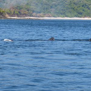 385-Panama-Las-Perlas-Jose