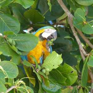 407-Panama-Las-Perlas-Jose