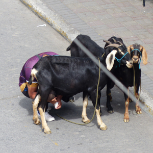 264-Milch-wird-frisch-geliefert