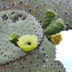 188-Kaktusblume