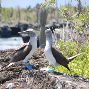 307-Blaufuss-Tölpel