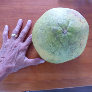 191-Pampelmousse-extra-gross