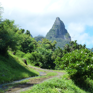 254-Ua-Pou-Hakahetae