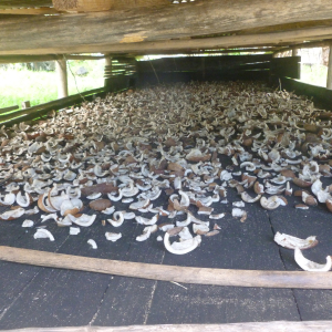 415-Kokosfleisch-trocknen