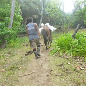 417-Kobra-zum-Kontroleur-ins-Dorf-bringen
