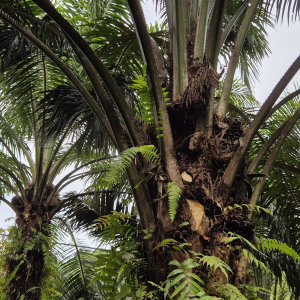 322-unterwegs nach Hornbill Lodge