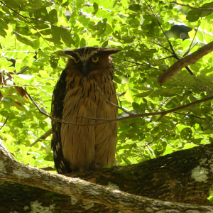 398-Jungle Wanderung