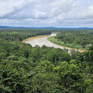 402-Jungle Wanderung