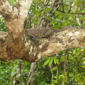 424-Kinabatangan Flussfahrt