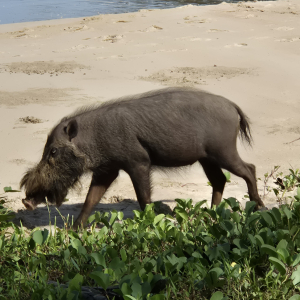 439-Bako-Nationalpark