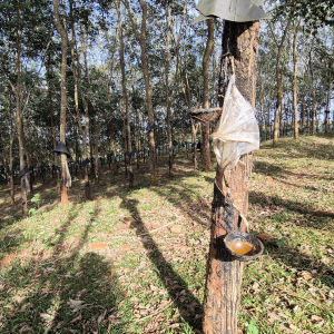 127-Fahrt-nach-Kon-K'tu