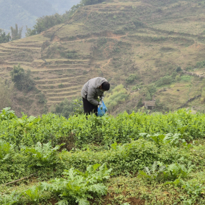 360-Kraeutergarten-Sapa