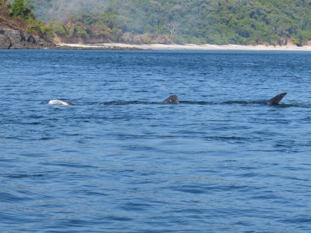 Panama-Las-Perlas