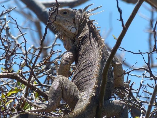 Martinique - Grenadinen